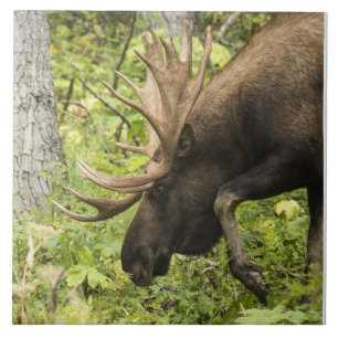 Meandering Moose Tile