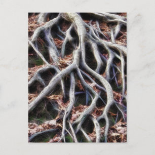 Meandering tree roots postcard