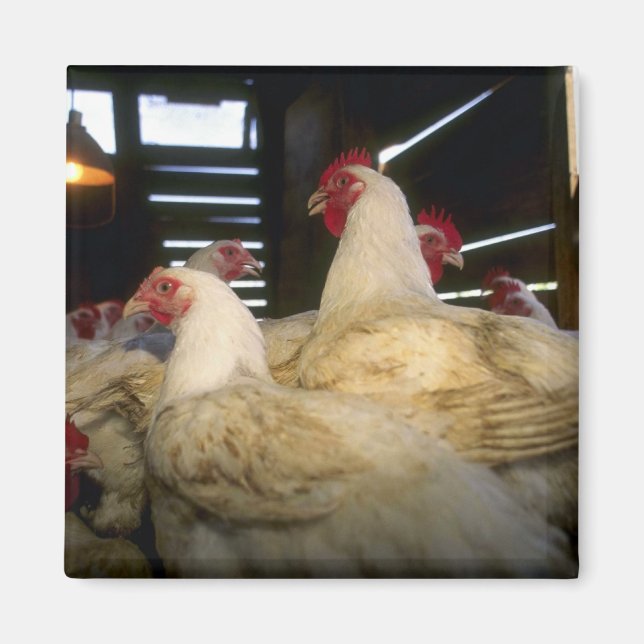 Meat Chickens Magnet (Front)