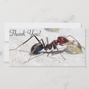Meat Eater Ant Feeding On Honey Thank You Card