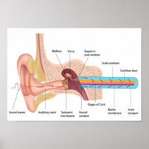 Mechanism of hearing Poster