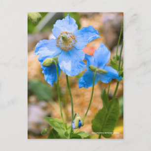 Meconopsis betonicifolia [Postcard] ポストカ Postcard