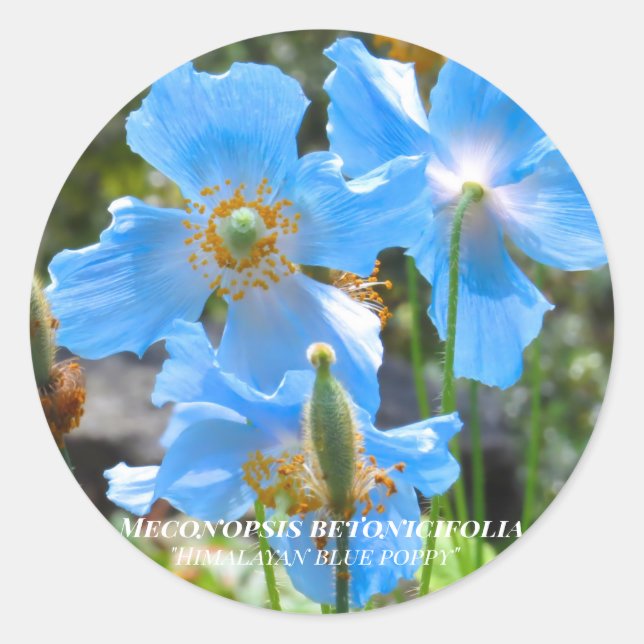 Meconopsis betonicifolia [Round Seal] Round Seal (Front)