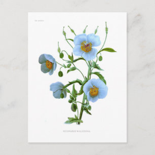 Meconopsis (blue poppy) postcard