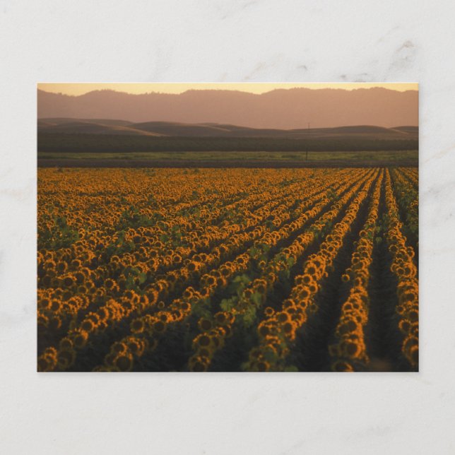 MeddockPhoto_PostCard_Art Postcard (Front)