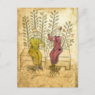 Mediaeval Herbalist Manuscript real photo postcard