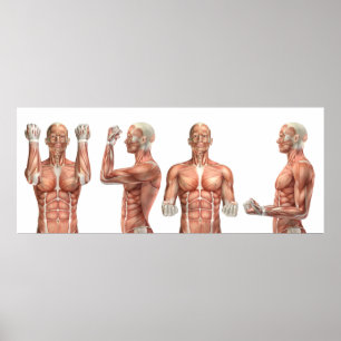 medical figure showing elbow flexion and extension poster