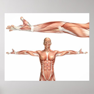 medical figure showing elbow supination poster