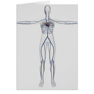 Medical Illustration: Female Circulatory System 1