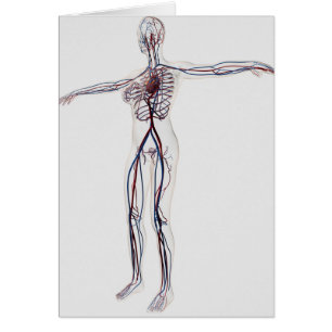 Medical Illustration: Female Circulatory System 2