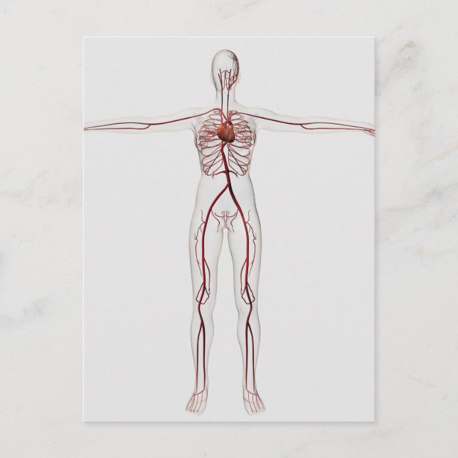 Medical Illustration: Female Circulatory System 3 Postcard (Front)