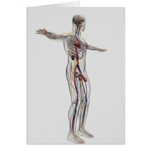 Medical Illustration: Male Reproductive System 2