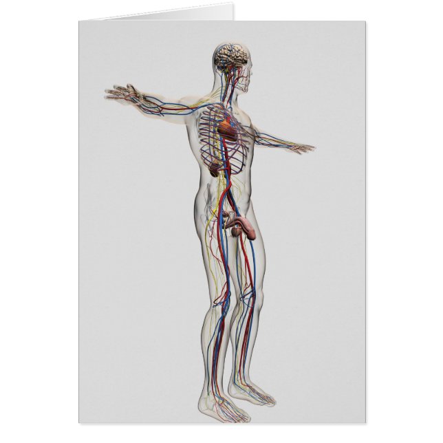 Medical Illustration: Male Reproductive System 2 (Front)