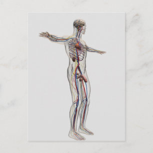 Medical Illustration: Male Reproductive System 2 Postcard