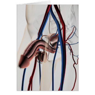 Medical Illustration: Male Reproductive System 4