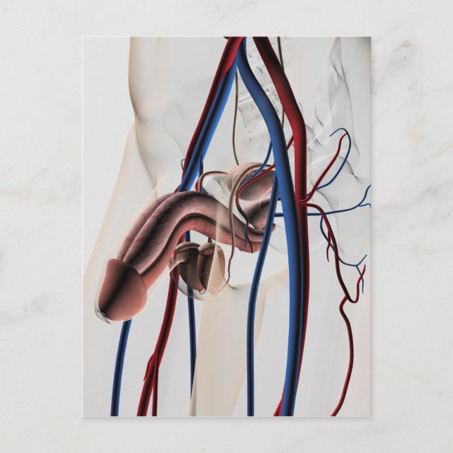 Medical Illustration: Male Reproductive System 4 Postcard (Front)