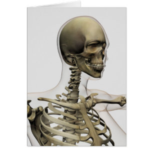 Medical Illustration Of A Woman'S Skull And