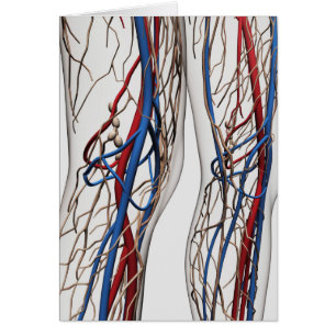 Medical Illustration Of Arteries 1