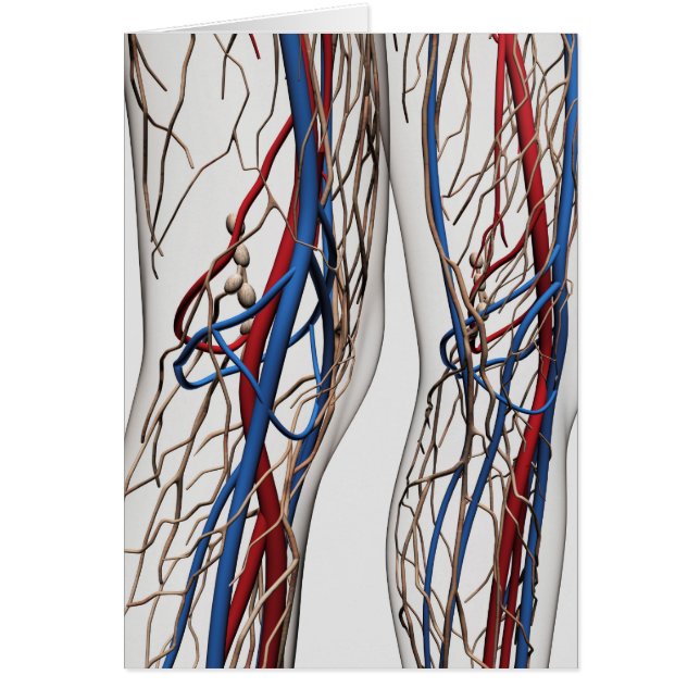 Medical Illustration Of Arteries 1 (Front)