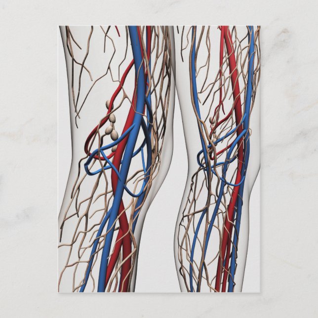 Medical Illustration Of Arteries 1 Postcard (Front)
