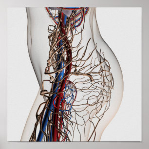Medical Illustration Of Arteries 2 Poster