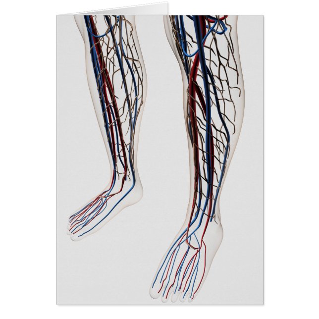 Medical Illustration Of Arteries 3 (Front)