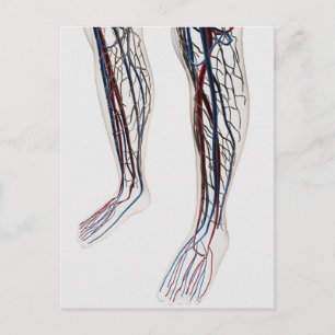 Medical Illustration Of Arteries 3 Postcard