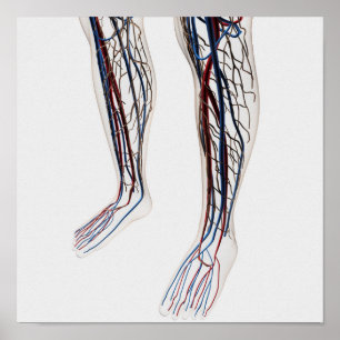 Medical Illustration Of Arteries 3 Poster