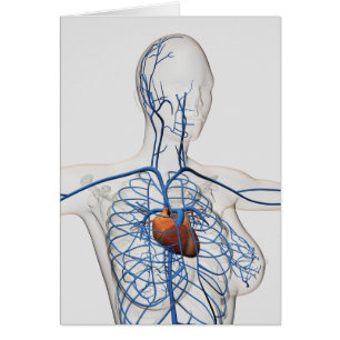 Medical Illustration Of Circulatory System