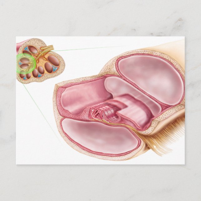 Medical Illustration Of Endolymph Postcard (Front)
