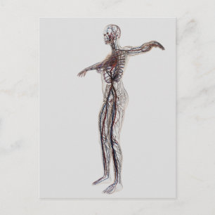 Medical Illustration Of Female Arteries, Veins Postcard
