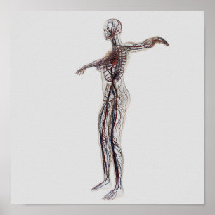 Medical Illustration Of Female Arteries, Veins Poster