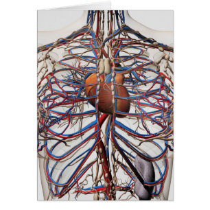 Medical Illustration Of Female Breast Arteries