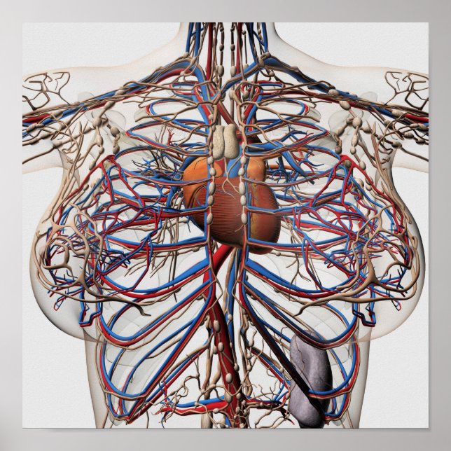 Medical Illustration Of Female Breast Arteries Poster (Front)