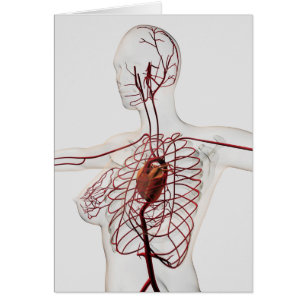 Medical Illustration Of Female Circulatory System
