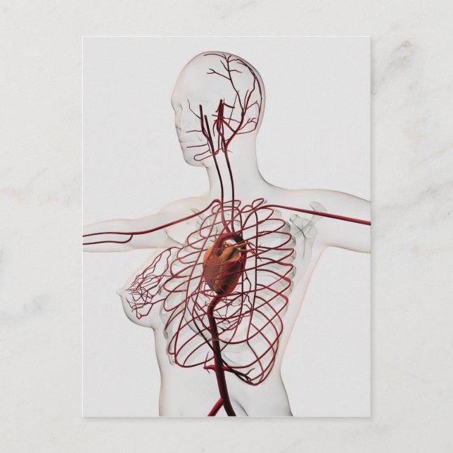 Medical Illustration Of Female Circulatory System Postcard (Front)