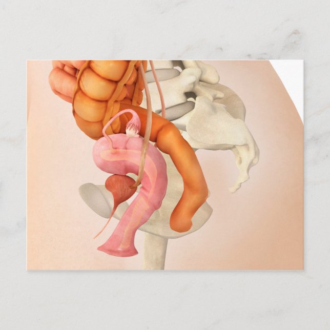Medical Illustration Of Female Genital Organs 2 Postcard (Front)