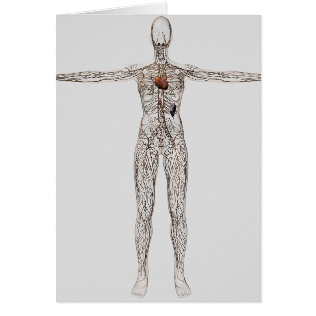 Medical Illustration Of Female Lymphatic System (Front)