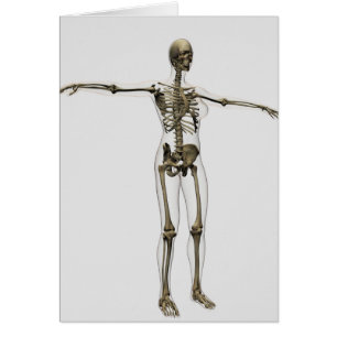 Medical Illustration Of Full Female Skeleton