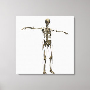 Medical Illustration Of Full Female Skeleton Canvas Print