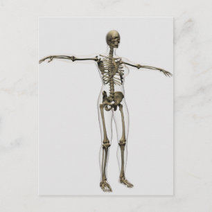 Medical Illustration Of Full Female Skeleton Postcard