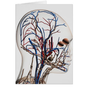 Medical Illustration Of Head Arteries 1