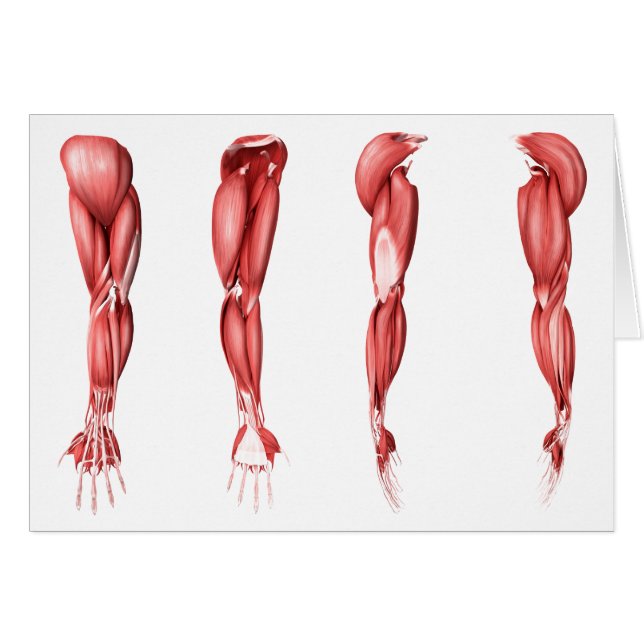 Medical Illustration Of Human Arm Muscles (Front Horizontal)