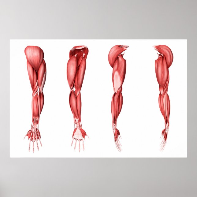 Medical Illustration Of Human Arm Muscles Poster (Front)