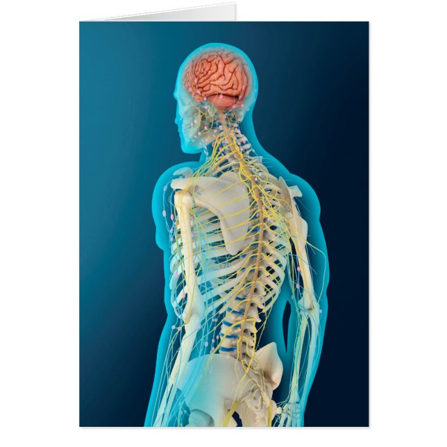 Medical Illustration Of Human Brain & Brain Stem (Front)