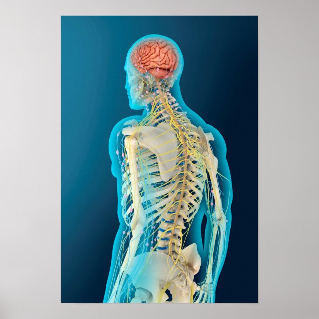 Medical Illustration Of Human Brain & Brain Stem Poster (Front)