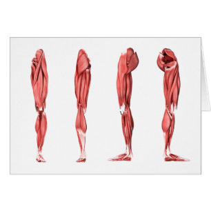 Medical Illustration Of Human Leg Muscles