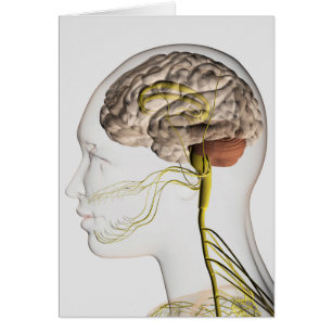 Medical Illustration Of Human Nervous System 1