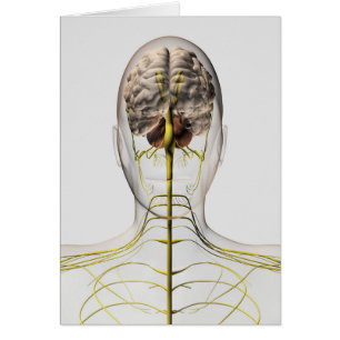 Medical Illustration Of Human Nervous System 2