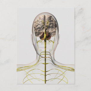 Medical Illustration Of Human Nervous System 2 Postcard